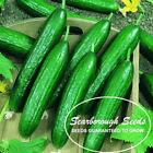 SCARBOROUGH SEEDS Persian / Lebanese Cucumber (Beit Alpha) 50 Seeds, Non-GMO USA