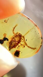 Fossil amber Insect burmite Burmese Cretaceous Scorpion Insect Myanmar