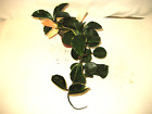 BIG Rare Hoya Carnosa Variegata Tricolor Plant 3.5