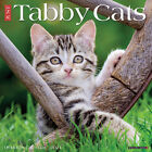 Just Tabby Cats 2024 12