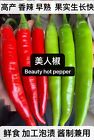30+ Beauty hot pepper seeds Hybrid F1 vegetable gardening 30多粒杂交高产美人椒种子 2023年新种子