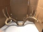 whitetail deer antlers for sale