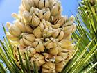 Yucca Palm Tree Seeds for Planting (10 Seeds) - Highly Prized Joshua Tree - Yucc