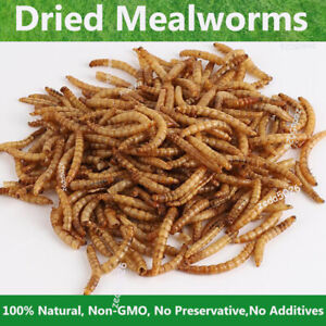 11-44lbs Bulk Dried Mealworms Non-GMO for Wild Birds Chickens Hen Meal Treats