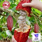 10+ Cacao Tree Seeds for Planting Dry Cocoa Seeds Rare, Exotic Cacao Tree Seeds