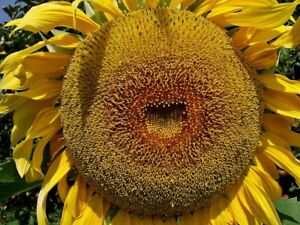 50 AMERICAN GIANT HYBRID SUNFLOWER SEEDS Give it space for a huge head!