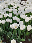 Photo Digital Image Product Wallpaper Picture Background White Tulip Green Pic