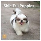 2024 Shih Tzu Puppies Monthly Wall Calendar by Bright Day, 12 x 12 Inch Cute Dog