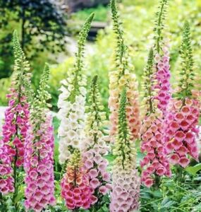 2000+ DIGITALIS FOXGLOVE MIXED COLOR SEEDS FREE SHIPPING!