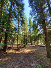 California Land For Sale - 1.09 Acres With Tall Trees & Level! - Modoc County