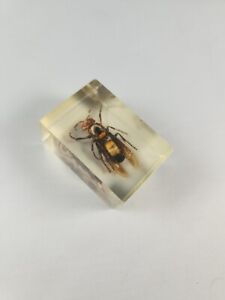 Wasp, Preserved In  Resin, Bug Taxidermy Oddity