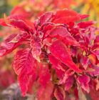 Red Garnet Amaranth Seeds | Heirloom & Non-GMO | Fresh Garden Seeds