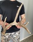 Non-Typical 6 Point Whitetail Deer Shed Antler, Fresh Canadian Brown! 54 7/8”