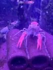(2) Live Baby Multi Colored Ghost Crayfish Crawfish Craw daddy Juveniles