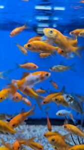 30 Live Fish Goldfish Freeder Common Gold Fish FREE  Shipping