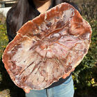 2.75LB Large Beautiful polished Arizona red petrified wood slice mineral sp