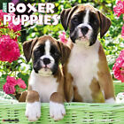 Willow Creek Just Boxer Puppies 2024 12 x 12 Wall Calendar w