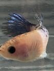 New ListingFemale Betta Baby Girl Half Moon Placket From Thailand Breed.