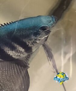 Philippine Blue Pinoy Angelfish Young - 3 Pea Sized Young