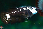 Live Betta Fish Aquarium Black Samurai Female Hmpk #F776 Thailand Seller