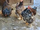 New ListingPorcelain Brahma  12 Pure rare breed chicken Hatching eggs.Beautiful Bloodlines