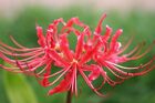 12 Lycoris Bulbs or Red Spider Lilly -FRESH - Dug Upon Order