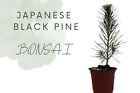 japanese black pine for bonsai