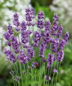 Lavender Seeds - Munstead - Flower Seeds- USA Grown -Non GMO