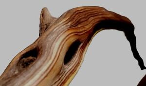 4ft Manzanita Parrot Perch | California Hardwood | Sanitised | Natural Handmade