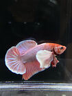 Live Betta Fish Male Halfmoon Plakat Lavender Dumbo USA SELLER M216