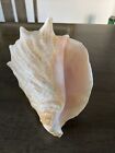 Queen Conch Sea Shell Vtg Large Natural Pink Seashell Specimen Beach Decor