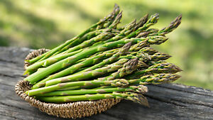 Asparagus Seeds - Mary Washingon - Vegetable seeds - USA Grown -Non GMO