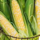 Ambrosia Sweet Corn Seeds | Non-GMO | Fresh Garden Seeds Bulk UNTREATED