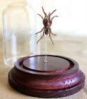 Y76 Taxidermy Entomology oddities curiosities Tarantula 'Bird Eating' spider