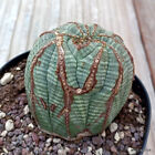 A8516 EUPHORBIA OBESA ARROW MONSTER pot 12 cm H 7 cm W 7 cm MaMa Cactus
