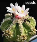 Rare Succulent Live plant Aztekium ritteri Seeds 50PCS