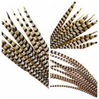Natural REEVES PHEASANT Feathers 10-65