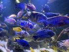 Peacock Cichlids Lot Of 3 +1 From Beautiful Breeder Group. 2 Inches-Mixed Colors