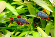 10 Galaxy Rasboras/Celestial Pearl Danio Live Freshwater Aquarium Fish