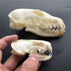 2 pcs combination of real animal skull ,Mink skull + Fox skull,Taxidermy