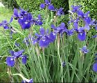 (10) Siberian Iris Live Plants Beautiful Purple Flower -Bare Root-