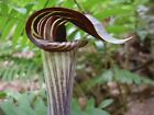 10 Jack in the Pulpit Bulbs, Arisaema triphyllum,