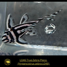 3x L046 True Zebra Pleco – Hypancistrus zebra L046 - Live Fish  (1.5'-2