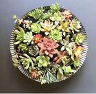 25 Beautiful, Colorful & Healthy Succulent Cuttings! 25 Varieties FREE SHIP