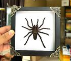 Gift Christmas Spider Tarantula Framed Handmade Taxidermy Insect Shadow Box