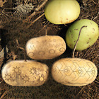 Corsican Gourd Seeds | Hard-Shelled African Bowl Bottle Art Gourds Seed 2024
