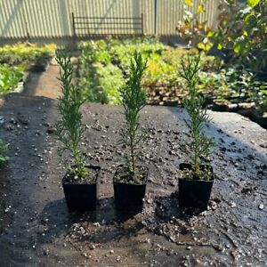 italian cypress, cupressus sempervirens, pack of 2/3, 5'' + fully rooted 2