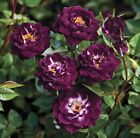 💜Ultra Rare Roses “Diamond Eyes” Rose Bare Root Live Plant Fragrant Dark Violet