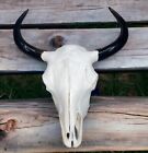 Real American Bison/Buffalo Skull With Horn Caps From Custer State Park