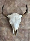 American Bison (Buffalo) Skull with Horn Caps  Free Shipping